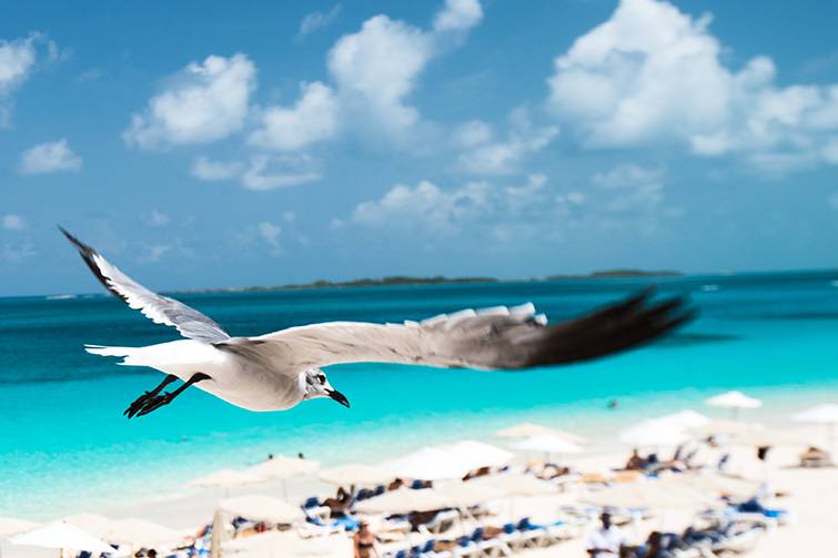 Early Bird in the Caribbean