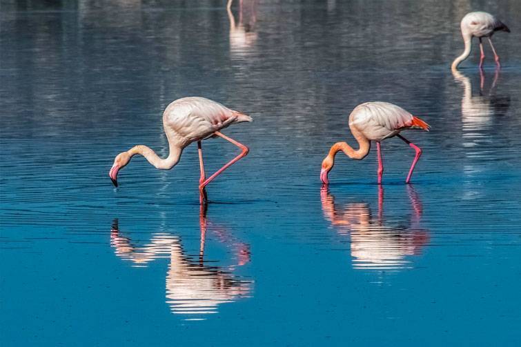 LARNAKA (LARNACA) SALT LAKE