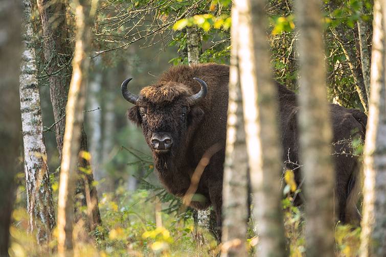 Białowieża